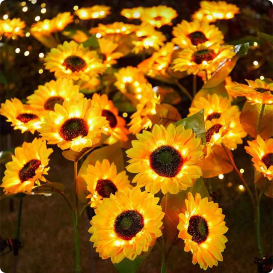 lumiere solaire exterieur Tournesol en parterre de fleurs